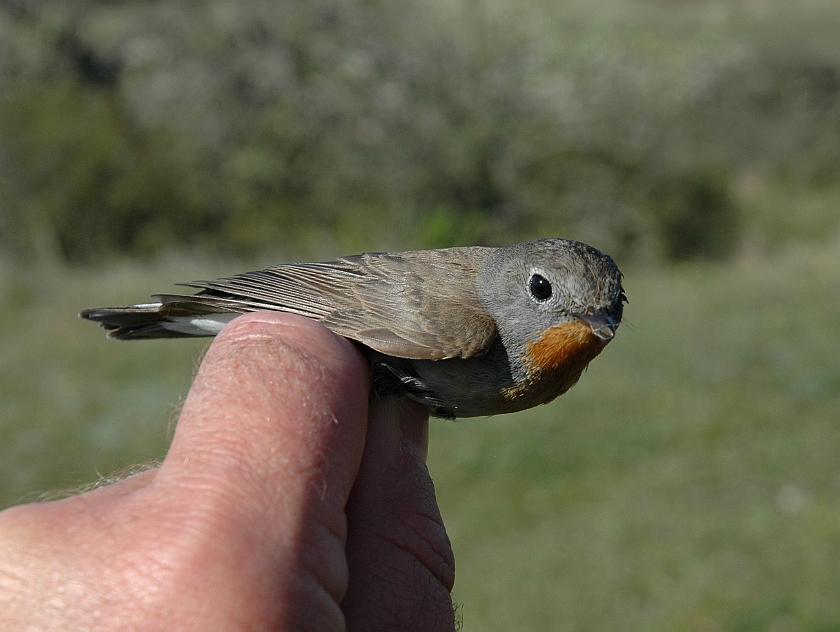 Red-breasted flycatcher, Sundre 20100522